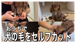 【ミニチュアダックスフンド】おうちでトリミング！バリカンでサマーカットしたら可愛すぎた！