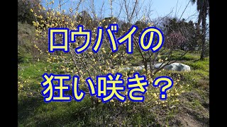 農園のロウバイが2月下旬から咲き始め、3月9日に8分咲き。なんで？11月に地植えした苗木はまだ、生きているようです！（ロウバイの育て方Vol.4）