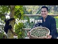 Harvesting Wild Soursop Delicious Recipes for Duck, Pickles, and Unique Dishes!