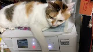 【猫充電中】三毛猫にプリンターの上の充電器を占拠されました！