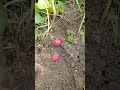 shorts আলুর ফলন ওঠানোর সময় potato cultivation method.