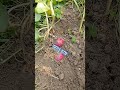 shorts আলুর ফলন ওঠানোর সময় potato cultivation method.