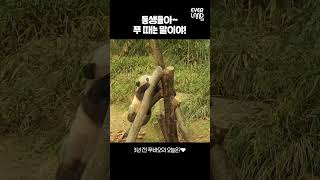 3년 전 푸바오는 뭘 하고 있었을까? | #Panda #Babypanda #Fubao