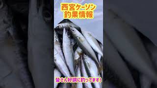 サビキだサヨリだ！fishing max武庫川店