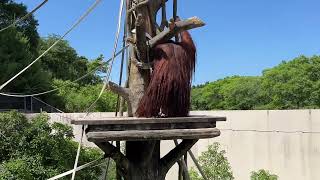 ボルネオオラウータンの綱渡り！鹿児島平川動物園