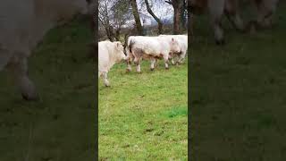 Pedigree Registered Charolais Bulls For Sale