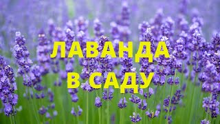 Лаванда в саду #лаванда #лавандавсаду #нашадача #самаяудачнаядача #дачнімандри