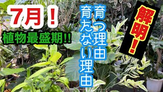 7月！植物最盛期⤴︎育つ理由育たない理由はここにある。