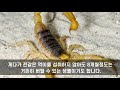 피해자만 15만명 ‘전갈과의 전쟁’ 선포한 브라질 상황