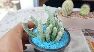 avonia papyracea - kaktüs  - cacti - cactus