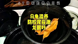 乌龟混养咬尾怎么办？养龟龙眼叶的用法，新龟到家防应激