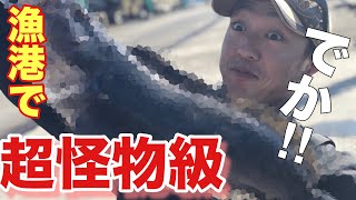 【神回】漁港から超巨大な根魚が釣れた‼︎‼︎〜アイナメ釣るまで帰れまてん後編(ロックフィッシュ)〜