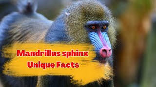 Mandrillus sphinx Unveiled: Revealing Unique and Little-Known Facts