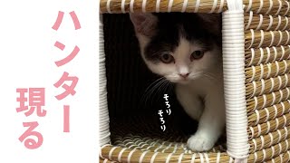 抜き足、差し足、忍び足…。ゆ〜っくりと獲物に近づく子猫さん｜PECO