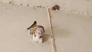 农村里的家燕，人与动物和谐相处。House swallows in the countryside, humans and animals live in harmony。