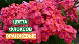 Оранжевые флоксы. Видео из серии Цвета флоксов