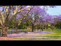 Flowering Jacaranda Trees around the World