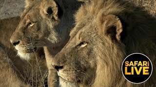 safariLIVE - Sunrise Safari - August 22, 2019