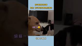 😄奶牛猫就是神经猫狗狗:谁不害怕有精神病的猫啊来狗狗: 当时我害怕极了连狗狗也抵挡不住来自奶牛猫的压迫感