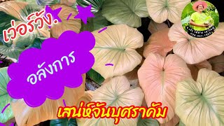 เวอร์วังอลังการ!! ราคาเสน่ห์จันทร์บุษราคัม บุษราคัมมีกี่แบบราคาเท่าไหร่? มาชมกัน