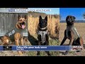 three new bern police k9s given body armor