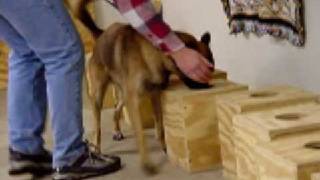 K9 Solutions Center - Passive Drug Dog Training - dopedog.com