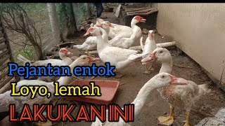 Cara mengatasi pejantan entok lemah, loyo lakukan cara ini #ternakentok