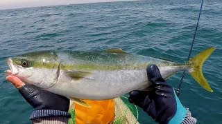 Japanese amberjack Cooking