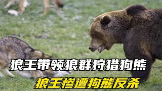 狼王带领狼群狩猎狗熊，狼王惨遭狗熊反杀，剩下一群小弟只能围观