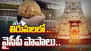 తిరుమలలో వైసీపీ పాపాలు.. | Animal Fat in Tirumala Srivari Laddu..| Ys Jagan | Tv5 News