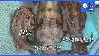 오징어보다 천배나 맛있는 ‘천중어’ 남해와 서해가 만나는 진도 접도에서 만나는 바다의 우주선 갑오징어와 천중어 이야기. [어영차 바다야+]