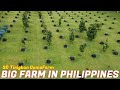 BEAUTIFUL VIEW BIG FARM IN PHILIPPINES - SD Tinigban Farm