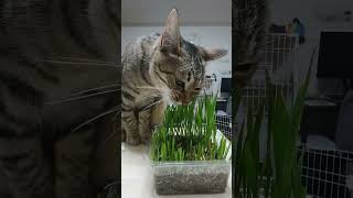 初めての猫草イート　#猫　#猫草