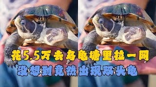 花5 5万去乌龟塘里面拉一网，没想到竟然出现双头龟？#户外抓鱼 #户外捕鱼 #大表哥抓鱼 #乡村生活 #农村生活