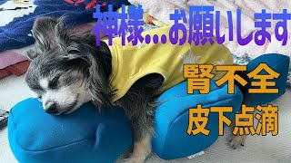 【老犬介護】腎不全で皮下点滴をした結果と今後について