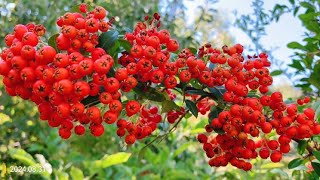 Pyracantha coccinea, Scarlet Firethorn, 欧洲火棘