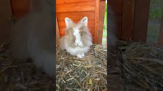 Sleepy sleppy #cute #adorable #animals #bunny #rabbit #bunnies