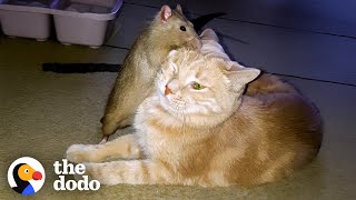 Rat And Cat Grow Up Together And Fall In Love | The Dodo