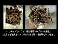 【虫閲覧注意】ハダニとの闘い3回戦目（ホマロメナルベスケンス）