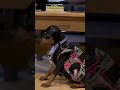 Miniature Pinscher at the Japanese restaurant #shorts