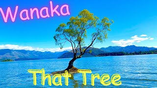 Lake Wanaka South Island, New Zealand | Famous That Wanaka Tree | Beautiful Little Town In NZ