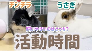 【徹底比較】チンチラとうさぎどっちが飼いやすいのか【活動時間編】#4