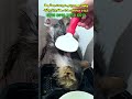 امداد گربه خونگی رها شده 😻 اسپره ضد حشرات ❤️ پارت سوم cat catlover