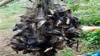 Amazing Fishing Trap in Cambodia-Traditional best Fishing Videos by hands-amazing net fishings-fish