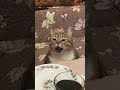 Мы тоже врываемся в этот тренд catlife кошачьяжизнь кот Степан