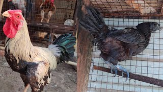 Kadaknath Murgi || Java Murga || Noori Murga || Chickens ||