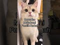 Tanda Jika Kucing Liar Mendatangi Rumah Kita