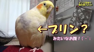 家ピクニック・後編　オカメ君とデザートタイムで美味しいプリン紹介^^♪　オカメインコ桃太郎