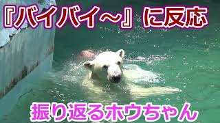 【シロクマの1分動画＃191】『バイバ～イ』に反応💗振り返るホウちゃん【天王寺動物園】