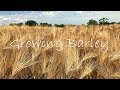 Growing Barley